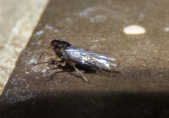 Pissonotus piceus