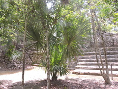 Sabal mauritiiformis