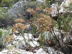Hymenolepis crithmifolia