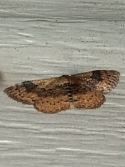 Leptostales ferruminaria