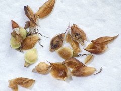 Rhynchospora brownii