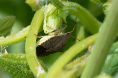 Euschistus conspersus