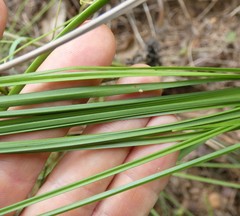 Rhynchospora brownii