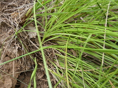 Rhynchospora brownii