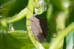 Euschistus conspersus