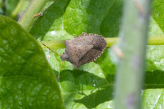 Euschistus conspersus