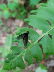 Chrysopilus connexus