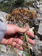 Hymenolepis crithmifolia