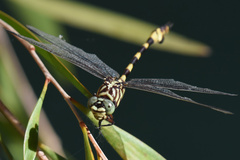 Ictinogomphus dobsoni