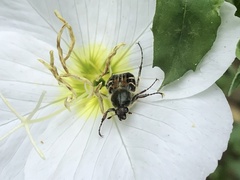 Trichiotinus piger