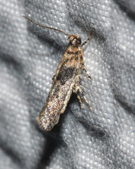 Agnippe biscolorella