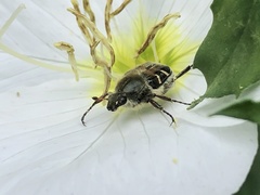 Trichiotinus piger