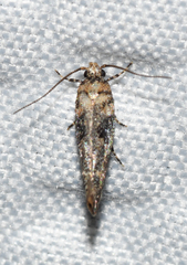 Agnippe biscolorella