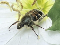Trichiotinus piger