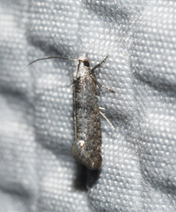 Swammerdamia pyrella