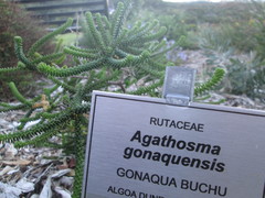 Agathosma gonaquensis