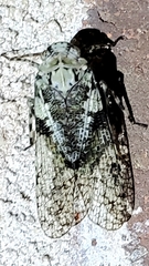 Calyptoproctina