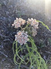 Asclepias fascicularis