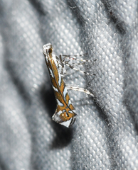 Parectopa pennsylvaniella