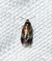 Stigmella multispicata