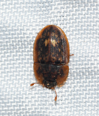 Lobiopa undulata
