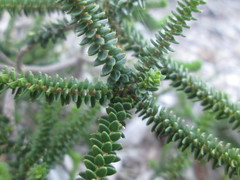 Agathosma gonaquensis