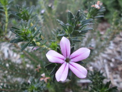 Adenandra gummifera