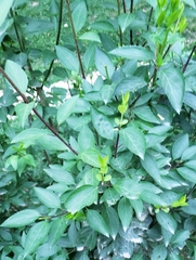 Forsythia viridissima