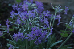 Primula halleri