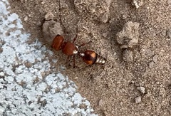 Dasymutilla heliophila