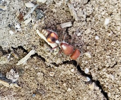 Dasymutilla heliophila