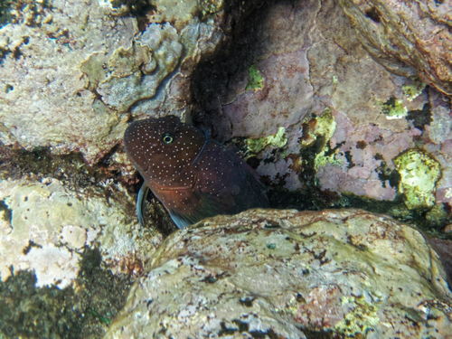 Cirripectes obscurus observed 2018-01-26
