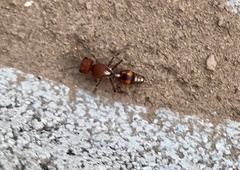 Dasymutilla heliophila