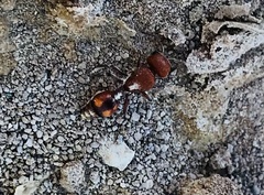 Dasymutilla heliophila