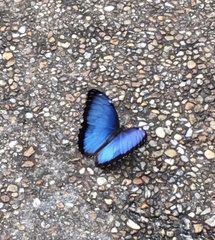 Morpho helenor peleides