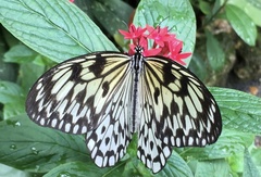 Morpho helenor peleides
