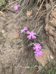 Phlox woodhousei