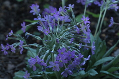Primula halleri