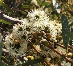 Eucalyptus diversifolia