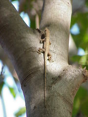 Anolis unilobatus