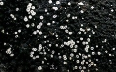 Flagelloscypha minutissima