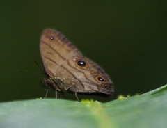 Hermeuptychia harmonia