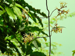 Anodendron benthamiana
