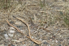 Aspidoscelis sonorae