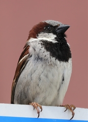 Passer domesticus