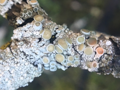 iNaturalist observation photo of Crabseye Lichens