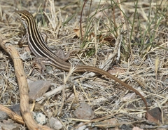 Aspidoscelis sonorae