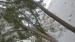 Jacaranda mimosifolia