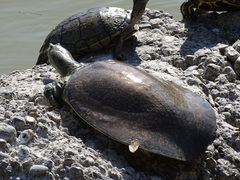 Apalone spinifera emoryi