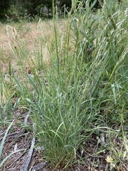 Melica californica